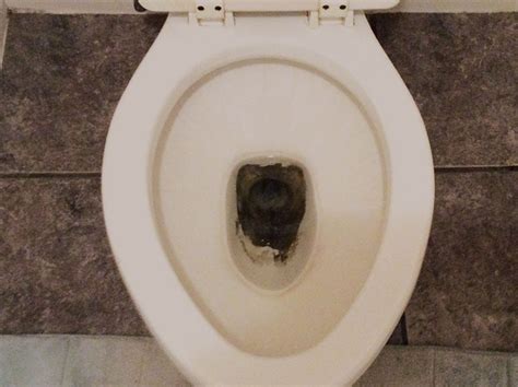 How To Remove Stains From The Toilet Bowl