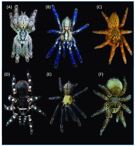 Venom-wise understudied and over-studied members of Theraphosidae ...