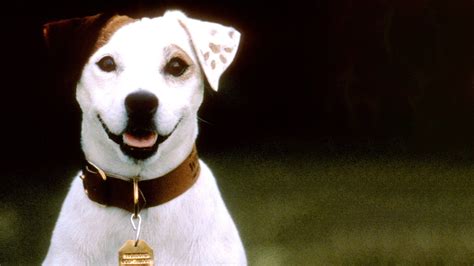 Wishbone Dog Breed