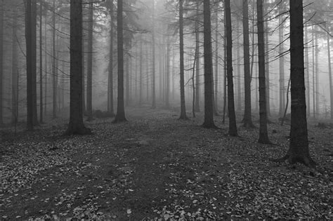 Foggy day Photography by Jiří Dvořák | Saatchi Art