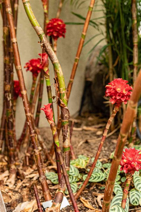 Growing Pineapple Ginger