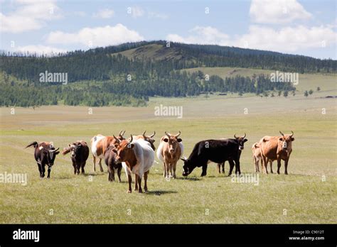 Mongolian Cattle