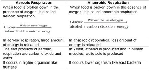 Respiration In Organisms Notes For Class 7 Science Biology Notes