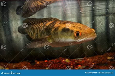 Channa fish stock photo. Image of channa, predator, aquatic - 290824744