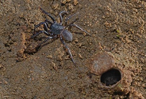 Trapdoor Spiders Made A 10 000 Km Journey From Africa To Australia