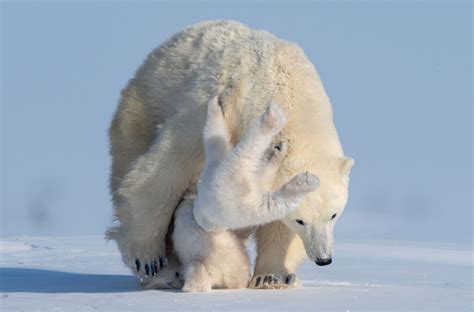 Polar Bears Cuddling