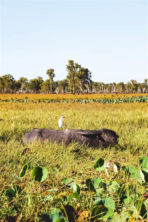 Exploring Kakadu S Wetlands On The Yellow Water Cruise Explore Shaw