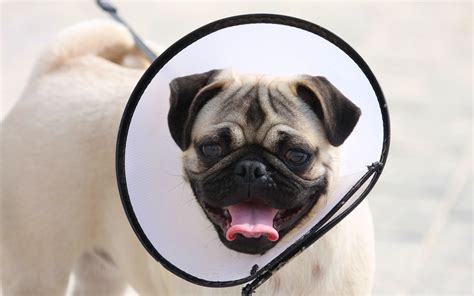 обои : Мопс, elizabethan collar, собака, Намордник 1920x1200 ...