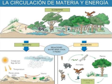 Como fluye la materia y la energía PPT