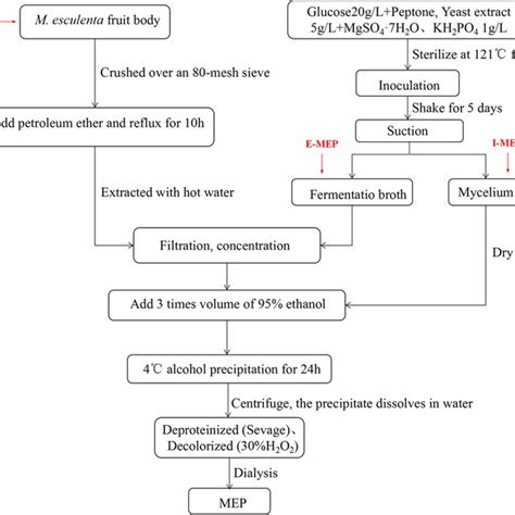 Method For Extracting M Esculenta Polysaccharide Download Scientific Diagram