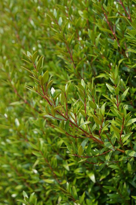 Photo 51321 Myrtus Communis Ssp Tarentina Plant Lust