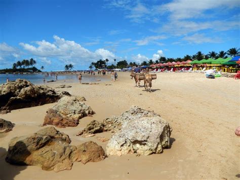 Beach From The Lighthouse Morro De Sao Paulo Stock Photo Image Of