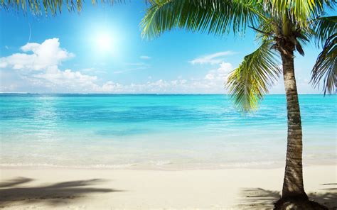 Palm Tree Beach Wallpapers 4k Hd Palm Tree Beach Backgrounds On