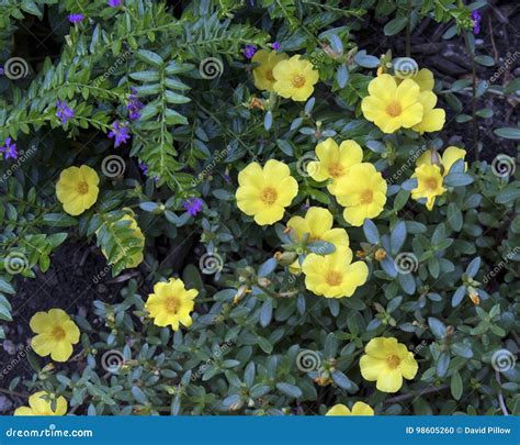 Yellow Geranium Blooms Stock Photo Image Of Hardy Plantae 98605260