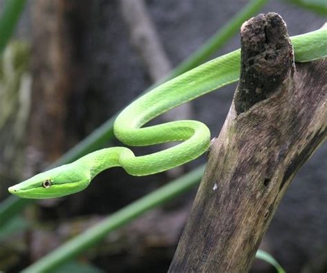 Green Vine Snake Facts Always Learning