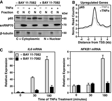 Tnfα Stimulation Of Ac16 Cells Activates The Nf κb Signaling Pathway