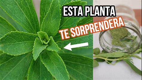 Si Tienes Esta Planta Cu Dala Te Sorprender Es Oro Es Milagrosa