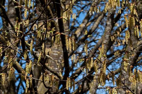 A Twig Of A Common Yew With Male Cones Stock Image Image Of Baccata Foliage 216392377