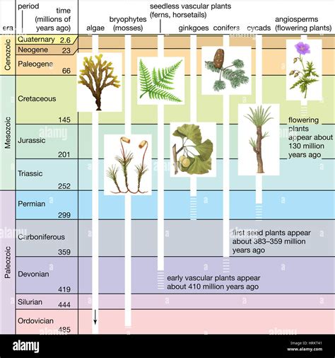 Significant Events In Plant Evolution Geologic Time Scale