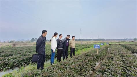 做好农业科技服务与示范，以评促建高质高效完成贺州市基层农技推广体系改革与建设补助项目贺州广西壮族自治区农业农村厅