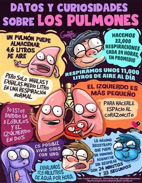 Datos Curiosos Sobre Los Pulmones Fraii Udocz