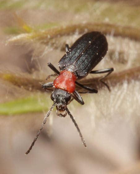 Oedemeridae Red Necked False Blister Beetle Asclera Ruficollis