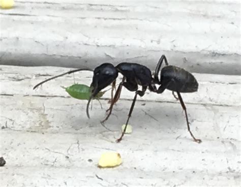 Black Ant Eating Aphid In My Garden Natureismetal