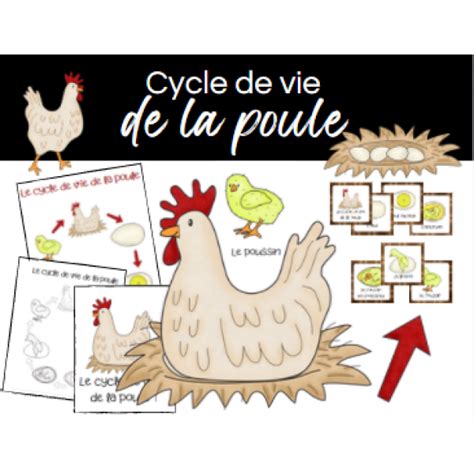 Le Cycle De Vie De La Poule