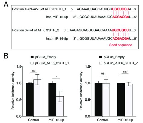 MiR 16 5p Targets ATF6 A Predicted MiR 16 5p Binding Sites In The 3