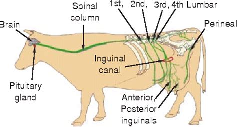 Cow Udder Diagram