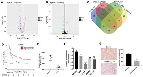 Glioma Stem Cell Derived Exosomal MiR 944 Reduces Glioma Growth And