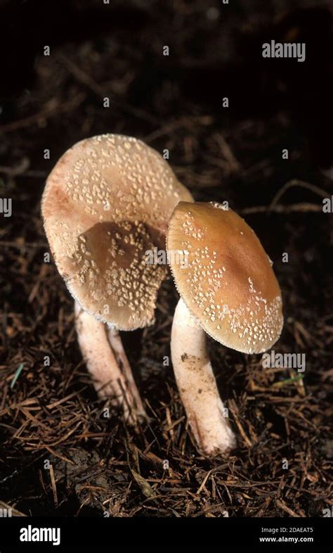 BLUSHER FUNGUS Amanita Rubescens EDIBLE MUSHROOM NORMANDY IN FRANCE