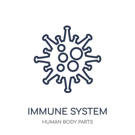 Immune System Icon Immune System Linear Symbol Design From Human Body