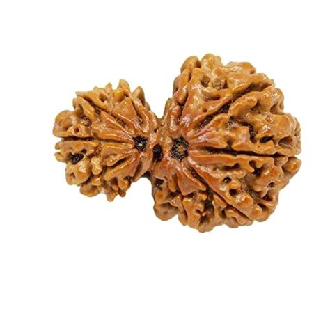 Garbh Gauri Rudraksha: Symbolizing Divine Union and Fertility Blessings ...