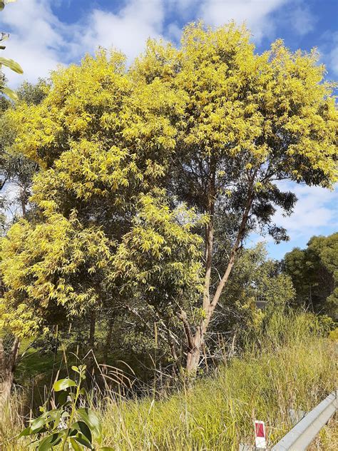 Acacia Concurrens Coolum Native Nursery