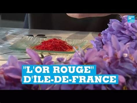 le safran épice la plus chère du monde se cultive aussi en Île de