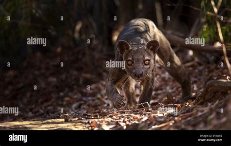 Fossa Cryptoprocta Ferox Macho Merodea En Bosques Secos Deciduos