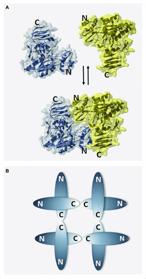 Models Of Plant Ugpase Dimer Formation And The Oligomerization State