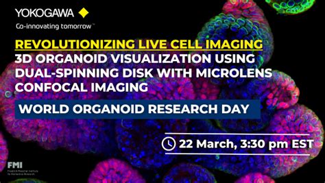 Revolutionizing Live Cell Imaging 3D Organoid Visualization Using