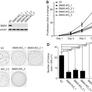 Knockdown Of SNX5 Decreased Colony Formation In FaDu Cells A Loss Of