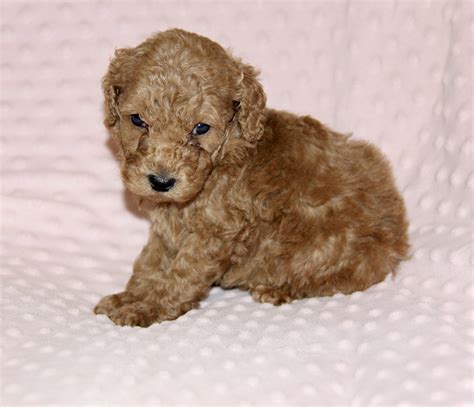 The Moyen Poodle Premium Moyen Poodle Puppy Breeder In Texas