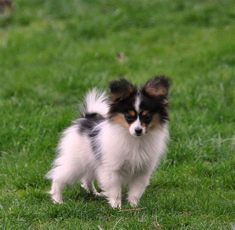 Roads End Papillons 4 Months Old Papillon Siblings