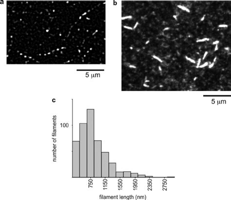 In Vitro Motility Assay A Pf Actin Filaments Polymerized In The