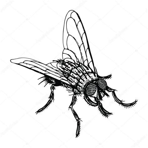 Dibujo Vectorial De Mosca Insecto Volador Dibujado A Mano