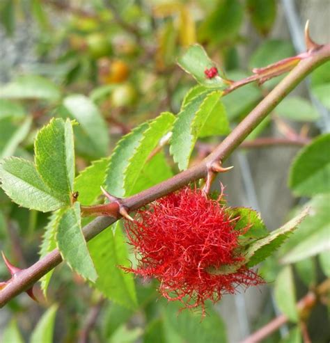 Robin S Pincushion Gall Russel Wills Cc By Sa Geograph Britain