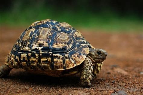 Leopard Tortoise Geochelone Pardalis