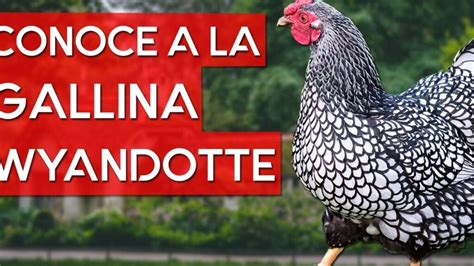 Descubre La Belleza Y Versatilidad De Las Gallinas Wyandotte Todo Lo