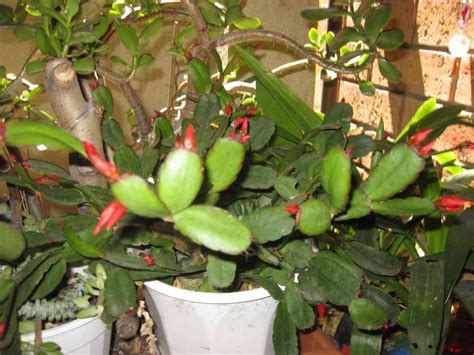 Why Is My Christmas Cactus Turning Yellow Homestead Gardener