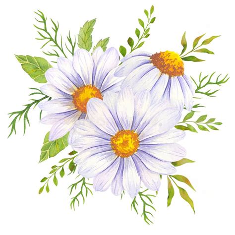 Aquarelle Marguerite Peinte La Main Illustration Aquarelle Marguerite