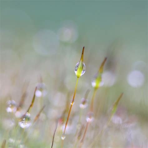 Wallpaper Sunlight Water Nature Grass Rain Branch Moss Green